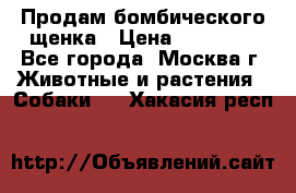 Продам бомбического щенка › Цена ­ 30 000 - Все города, Москва г. Животные и растения » Собаки   . Хакасия респ.